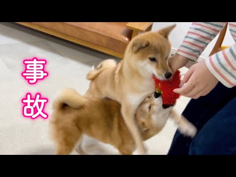 調子に乗ってしまい姉柴の機嫌を損ねまいと必死に顔色を伺う柴犬