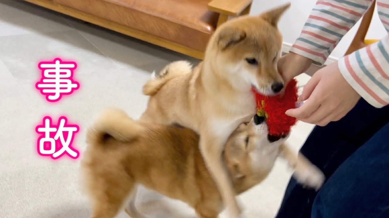 調子に乗ってしまい姉柴の機嫌を損ねまいと必死に顔色を伺う柴犬