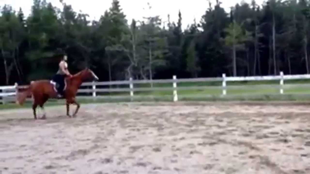 Jumping a 2 foot cross rail go the first time YouTube