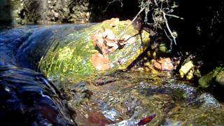 Pupenec Vystrkuje Špičku Z Potůčku - V Lese Beze Slov