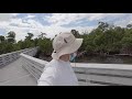 mangrove forest nature walk - Anne Kolb Nature Center - hollywood, florida - broward county parks