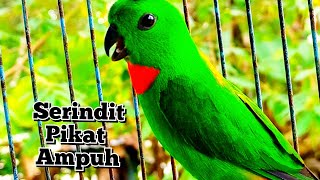 suara serindit pikat gacor & serindit hutan lansung datang