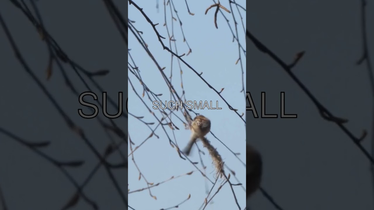 Meet the Remarkably Intelligent Tit Birds 🐦