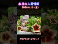 【2026.4.16】カリブラコア カプチーノ【入荷情報切り抜き】 #ガーデニング #園芸 #花のある暮らし