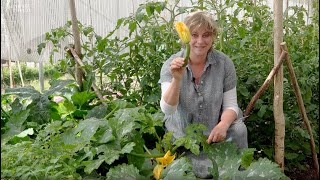 How to Grow Courgettes