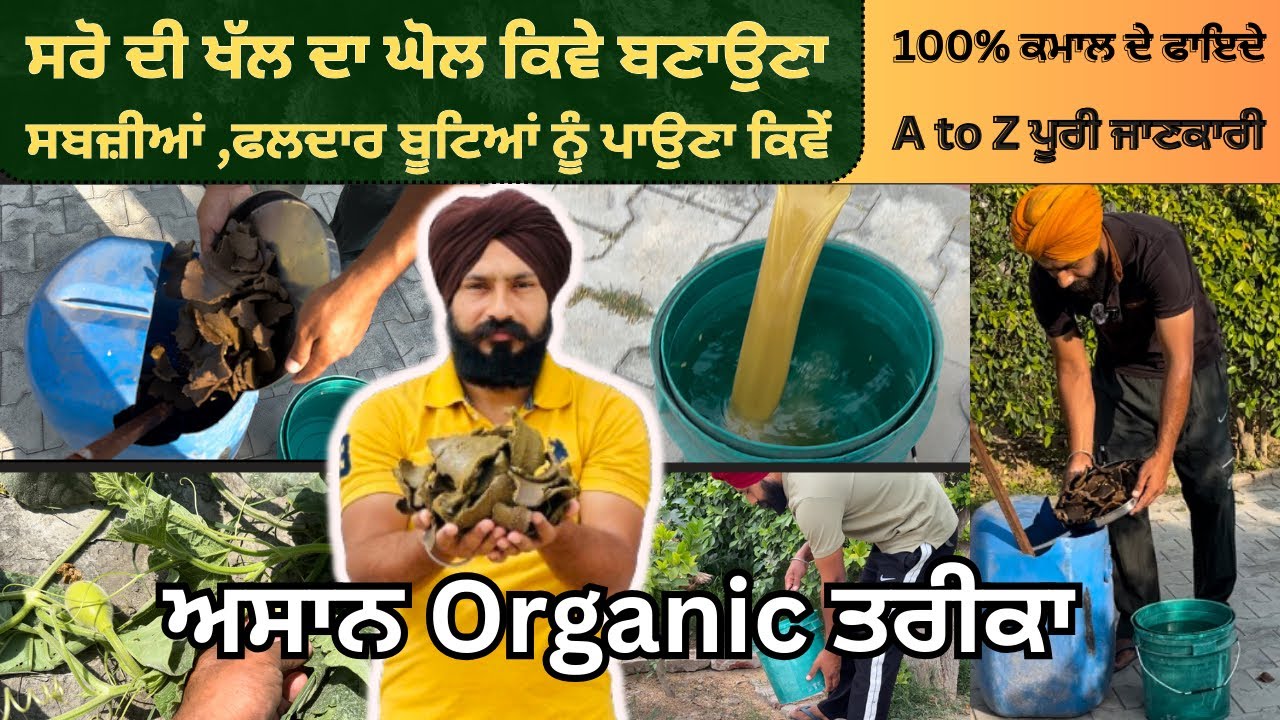 ਸਰੋ ਦੀ ਖਲ ਦੀ ਖਾਦ ਕਦੋ,ਕਿਵੇਂ ਅਤੇ ਕਿੰਨੀ ਮਾਤਰਾ ਵਿੱਚ ਪਾਈਏ👌How To Make Mustard Cake Liquid Fertiliser