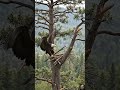 Watch This Bald Eagle Build a Nest 🦅