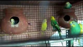 புதிதாய் வாங்கிய லவ் birds எப்பொழுது முட்டை இடும்...