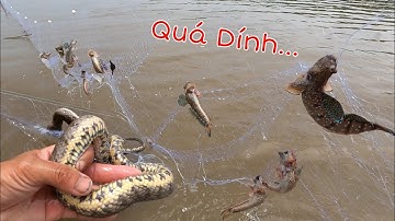 Mua Tay Lưới Mới Thả Một Vác Lấy Vốn | GĐCG #1003