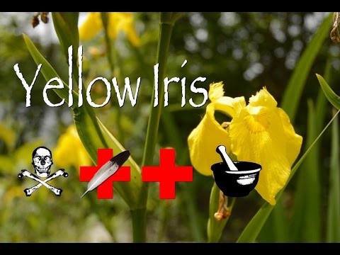 Video: Iris Edible And Medicinal