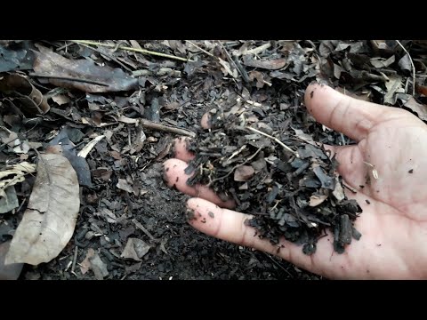 Video: Daun Rhubarb Dalam Timbunan Kompos: Petua Mengkompos Daun Rhubarb