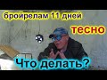 В брудере тесно!!!  Что делать???   Бройлерам 11 дней!!!