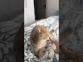 #foryou #funny #cat #shortvideo #yutube