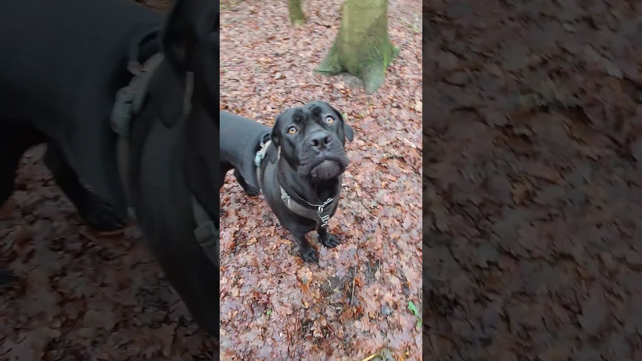 Cala går tur med Morfar 🇩🇰 Ai musik