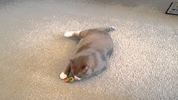 Fat cat playing with his crazy worm (catnip toy)