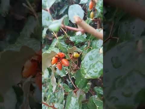 Frutti di Eleagno