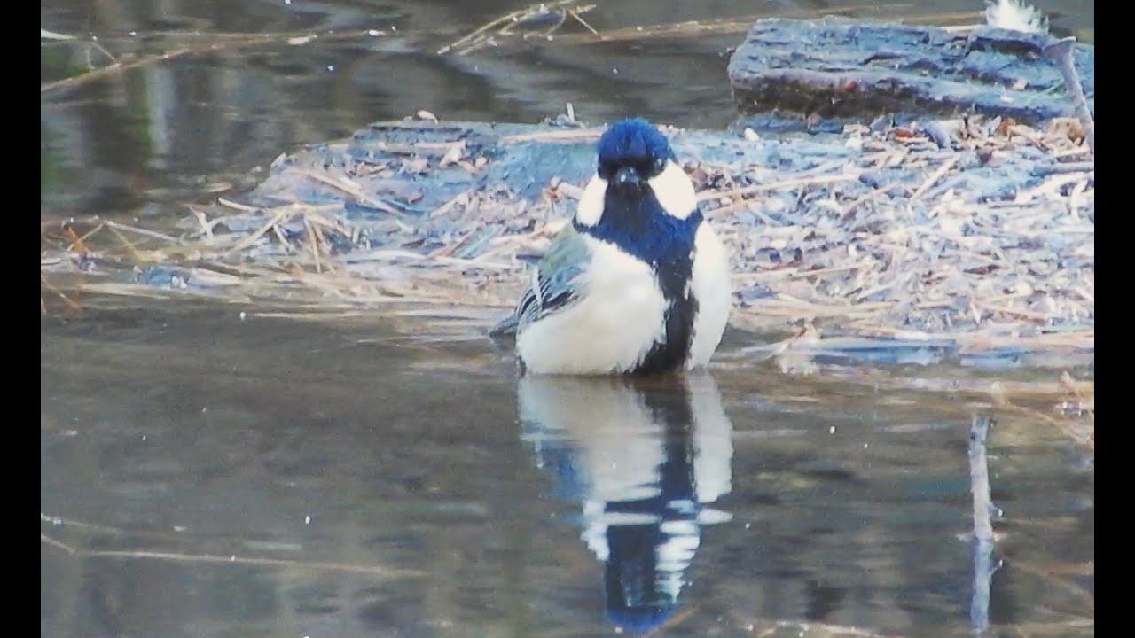 シジュウカラ/Parus minor 18_260113_航空公園