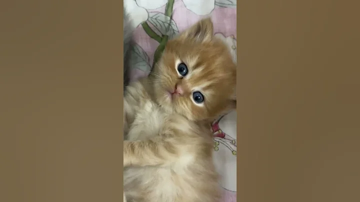 Video 11772521: hilarious cat kitten, cats funny kittens animals