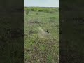 Падение FPV (подпишитесь пожалуйста)
