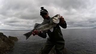 Lure Fishing For Bass UK