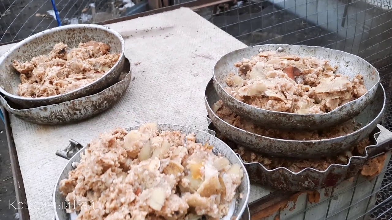 Кормление нутрий \ как и чем кормить нутрий \ уход за нутриями