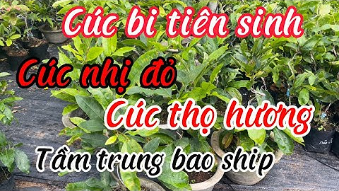 Cúc bi tiên sinh, cúc nhị đỏ,cúc thọ hương tầm trung 0944627959