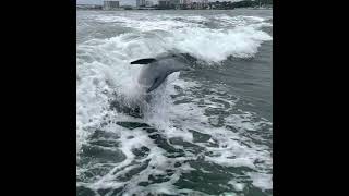 Clearwater dolphin boat tour on the Little Toot in 4K
