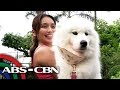 Kathryn Bernado's babies: Cloud, Tala and Pablo | Rated K の動画、YouTube動画。