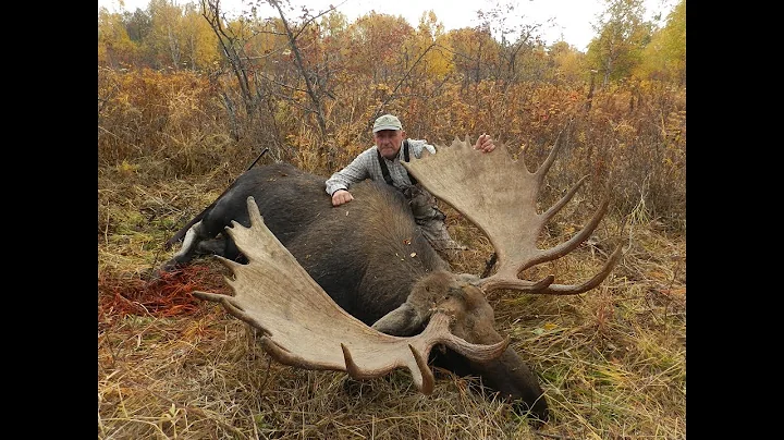 71" Moose in Kamchatka. 20 yards shot! Hunting and...