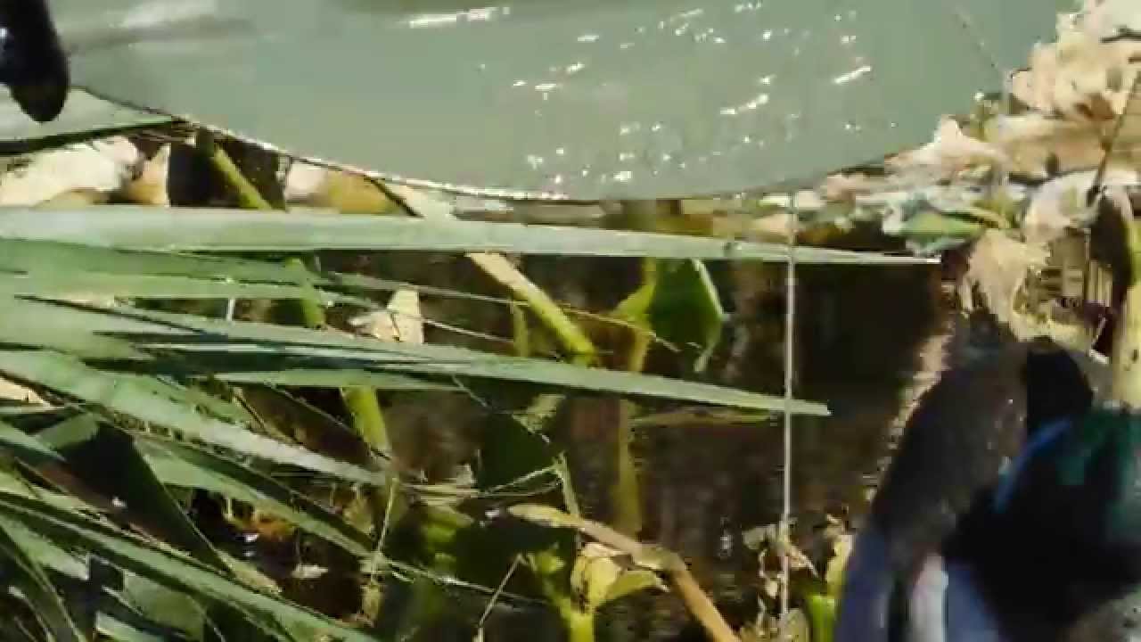 Assassin Kayak Paddle Duck Decoy Snatch