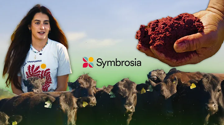 How Seaweed is Reducing Methane Emissions in Cows