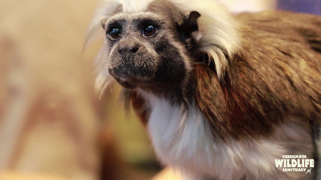 Tamarin Encounter