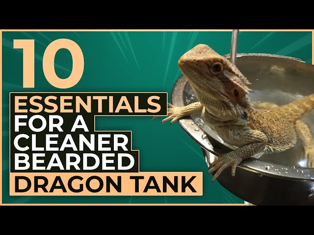 Essentials For a Cleaner Bearded Dragon Tank [Top 10] - YouTube