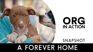 A Forever Home: Foster-Based Rescue Saving Dogs’ Lives