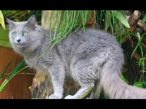 Animal Planet : Cats 101 ~ Nebelung