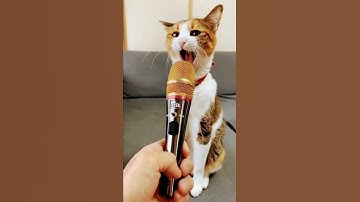 Thumbnail of Cat Singing In Mic 🎤🎙️🎤🎙️