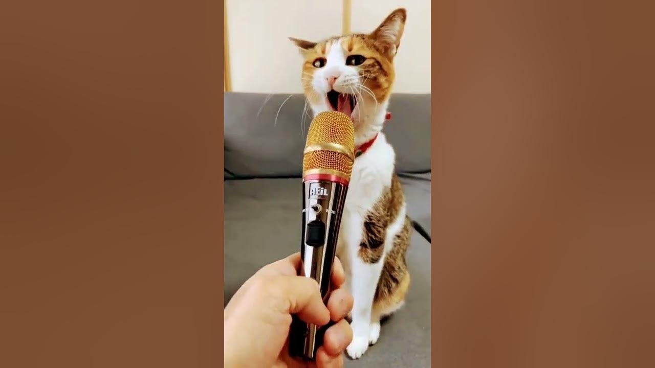 Cat Singing In Mic 🎤🎙️🎤🎙️