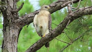 A MAGNIFICENT RED-SHOULDERED HAWK A MAGNIFICENT RED-SHOULDERED HAWK