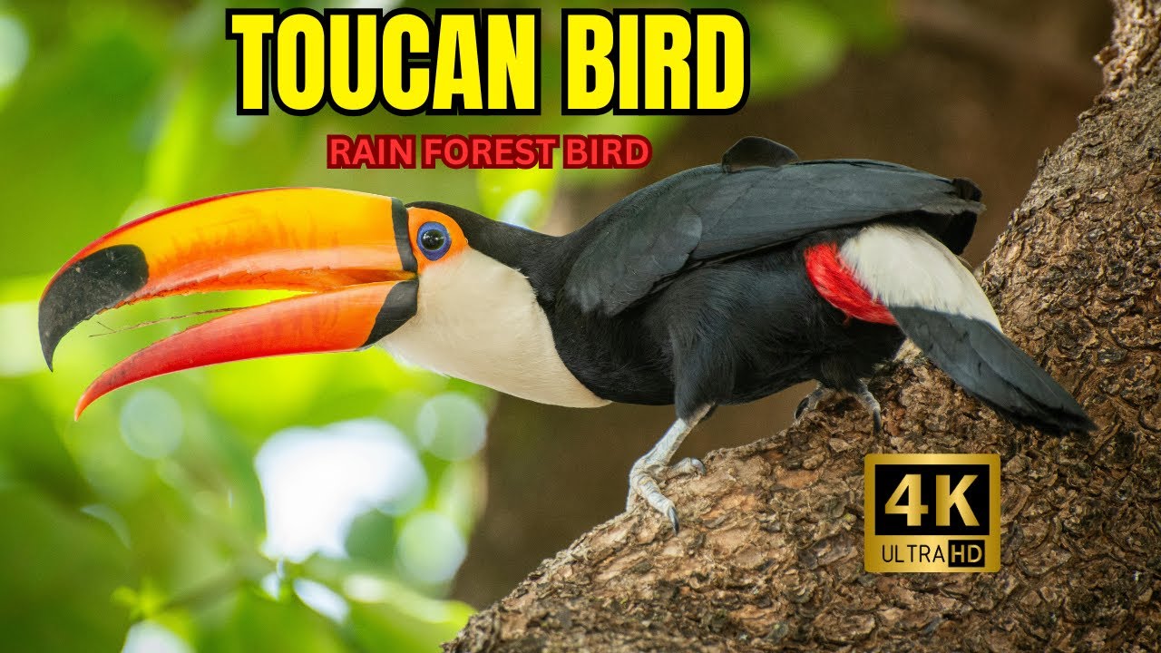 Toucan Bird – Nature’s Most Colorful Beak! 🌈Most Colorful Bird of the Jungle 