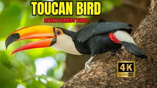 Toucan Bird Natures Most Colorful Beak Most Colorful Bird Of The Jungle