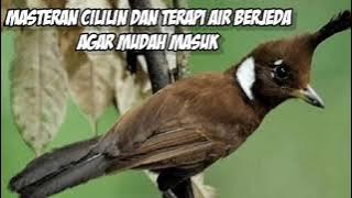 MASTERAN CILILIN DENGAN TERAPI AIR, SUARA JERNIH TANPA IKLAN,.