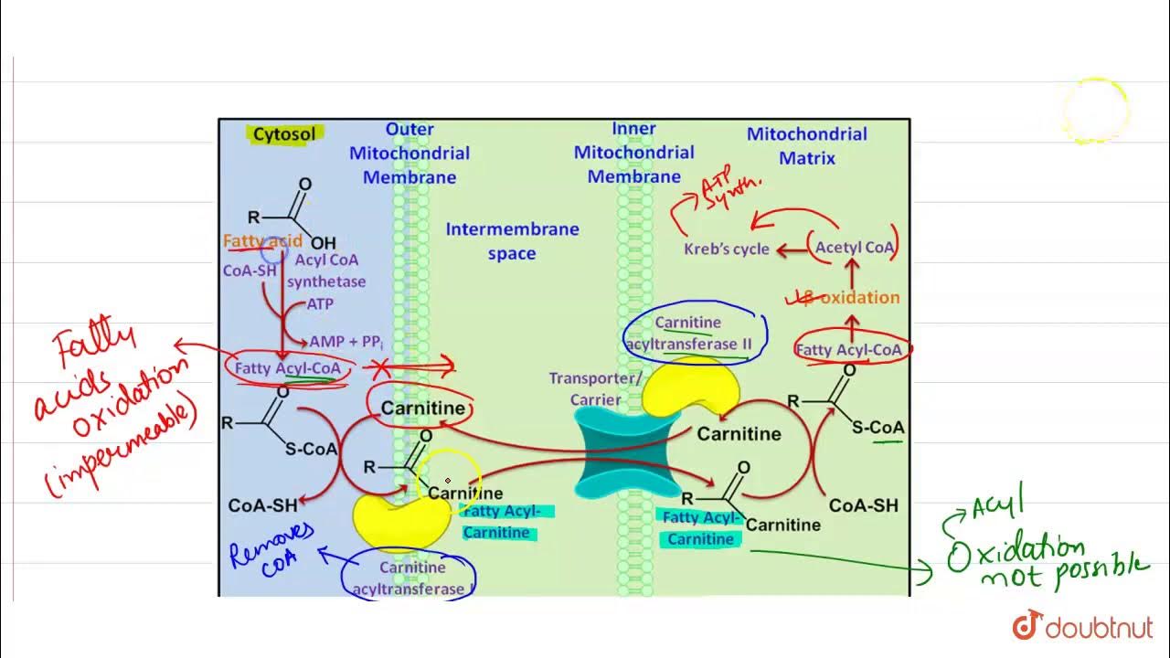 Fatty acids are transported into mitochondria bound to YouTube