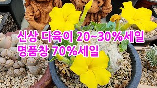 산쵸다육신상다육 20~30%세일명품창 70%세일 빠른찜 하세요/多肉植物, たにくしょくぶつ,Korean succulents