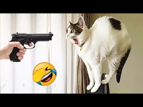 Most Funniest Cats Videos | You Laugh So Much And Make Your Day Chill