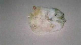 A Tribute to My Hamsters