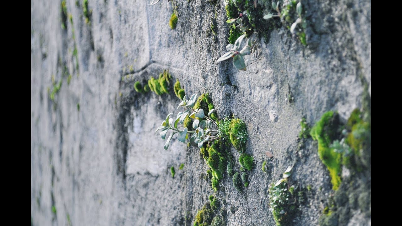 Медитация на сострадании для начинающих - YouTube