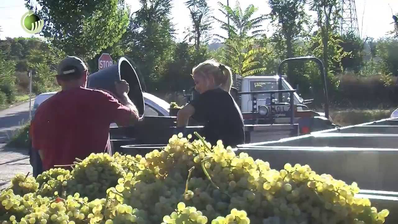 Vinha «fenómeno» na encruzilhada de Fermentões, Silvares e Ponte