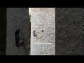 A Winged Ant goes in and out of the hole by SK