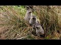North American River Otters | Pacific Northwest