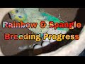 Rainbow spangle budgies breeding progress petzoo colony lko
